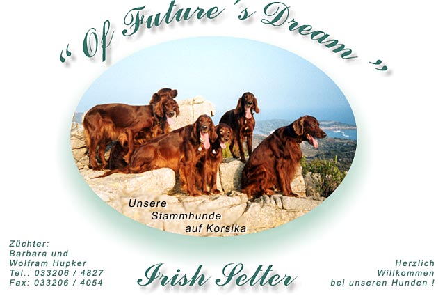 Irish Setter ... of Future's Dream